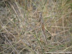 Bolivaria brachyptera