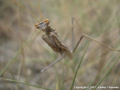 Bolivaria brachyptera