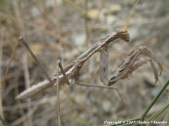 Bolivaria brachyptera