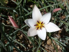 Tulipa clusiana