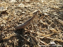 Bolivaria brachyptera