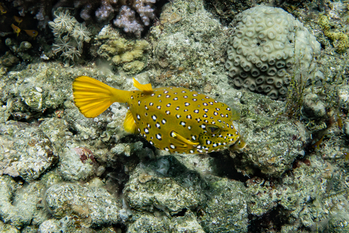 Ostracion cubicum