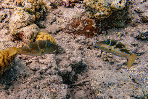 Canthigaster cyanospilota