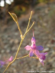Delphinium consolida paniculatum