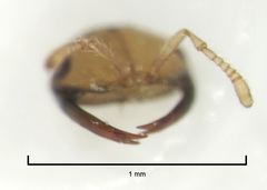 Odontofroggatia galili