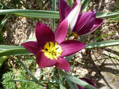 Tulipa humilis