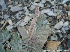 Bolivaria brachyptera