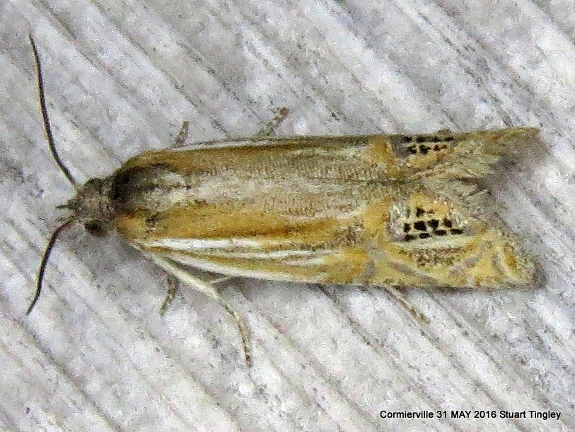 Eucosma refusana