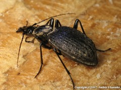 Cychrus aeneus starcki