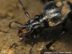 Cychrus aeneus starcki