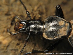 Cychrus aeneus starcki