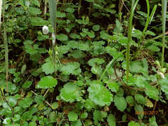 Jovellana repens