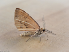Asaphodes abrogata