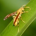 Yellow Oriental Paper Wasp - Photo (c) Bird Explorers, some rights reserved (CC BY-NC), uploaded by Bird Explorers