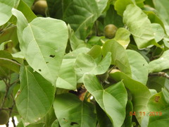 Gmelina arborea