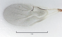 Odontofroggatia galili