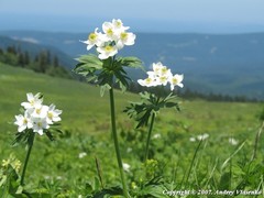 Anemonastrum fasciculatum