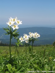 Anemonastrum fasciculatum