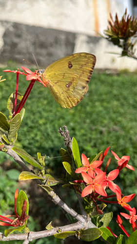 Marcellina Sulphur