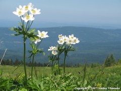Anemonastrum fasciculatum