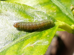 Cacoecimorpha pronubana