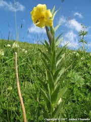 Lilium kesselringianum