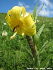 Lilium kesselringianum