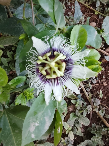 common passionfruit