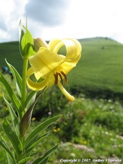 Lilium kesselringianum