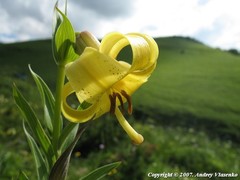 Lilium kesselringianum