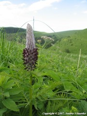 Pedicularis atropurpurea
