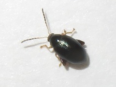 Psylliodes napi