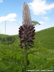 Pedicularis atropurpurea