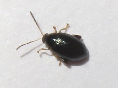 Psylliodes napi