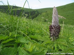 Pedicularis atropurpurea