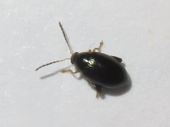 Psylliodes napi
