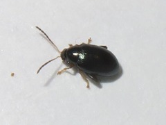 Psylliodes napi
