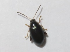 Psylliodes napi