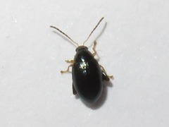 Psylliodes napi