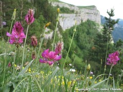 Onobrychis biebersteinii