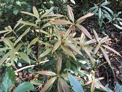 Quercus sessilifolia