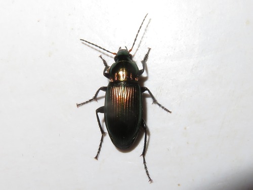 Copper Greenclock Beetle