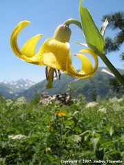 Lilium kesselringianum