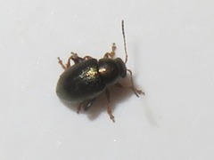 Chaetocnema hortensis