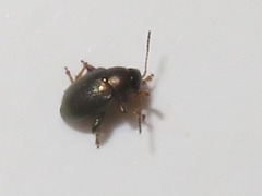 Chaetocnema hortensis