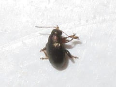 Chaetocnema hortensis