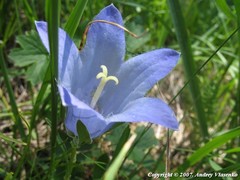 Campanula tridentata