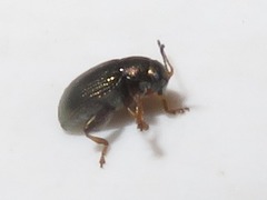 Chaetocnema hortensis