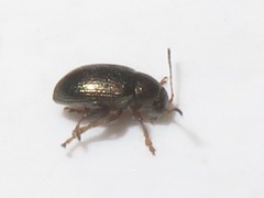 Chaetocnema hortensis