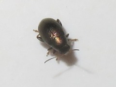 Chaetocnema hortensis